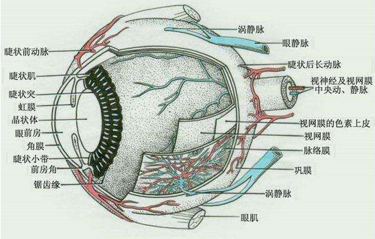 眼静脉解剖图片